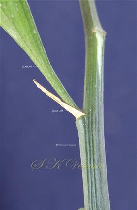  Branch bearing cladode and scaly leaf